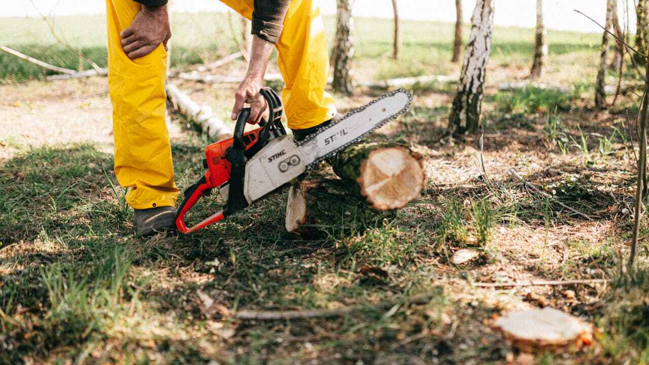 Best Residential Tree Removal  in Lake Wales, FL